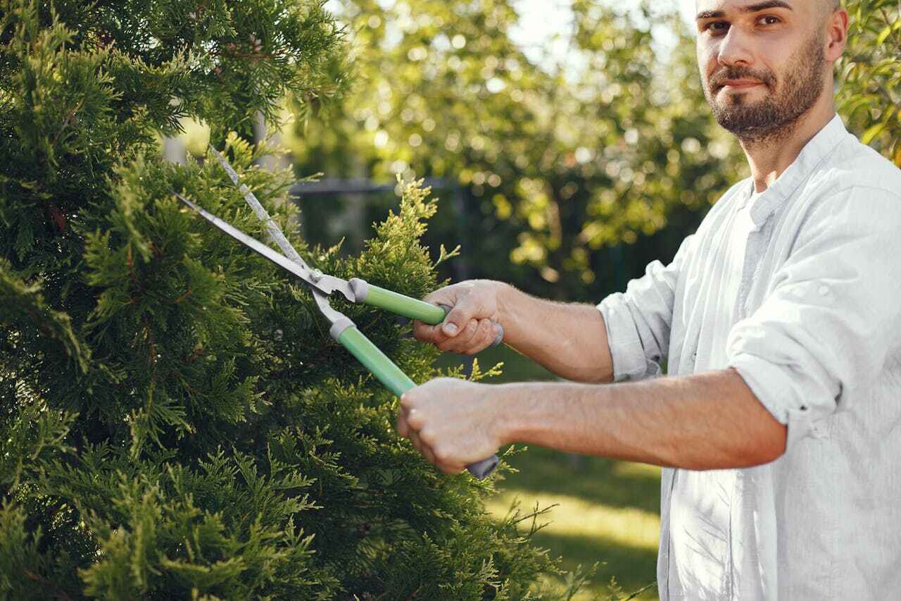 Best Tree Removal Near Me  in Locust Fork, AL